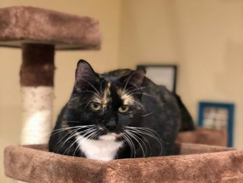 Adopt-A-Pet: Murakami