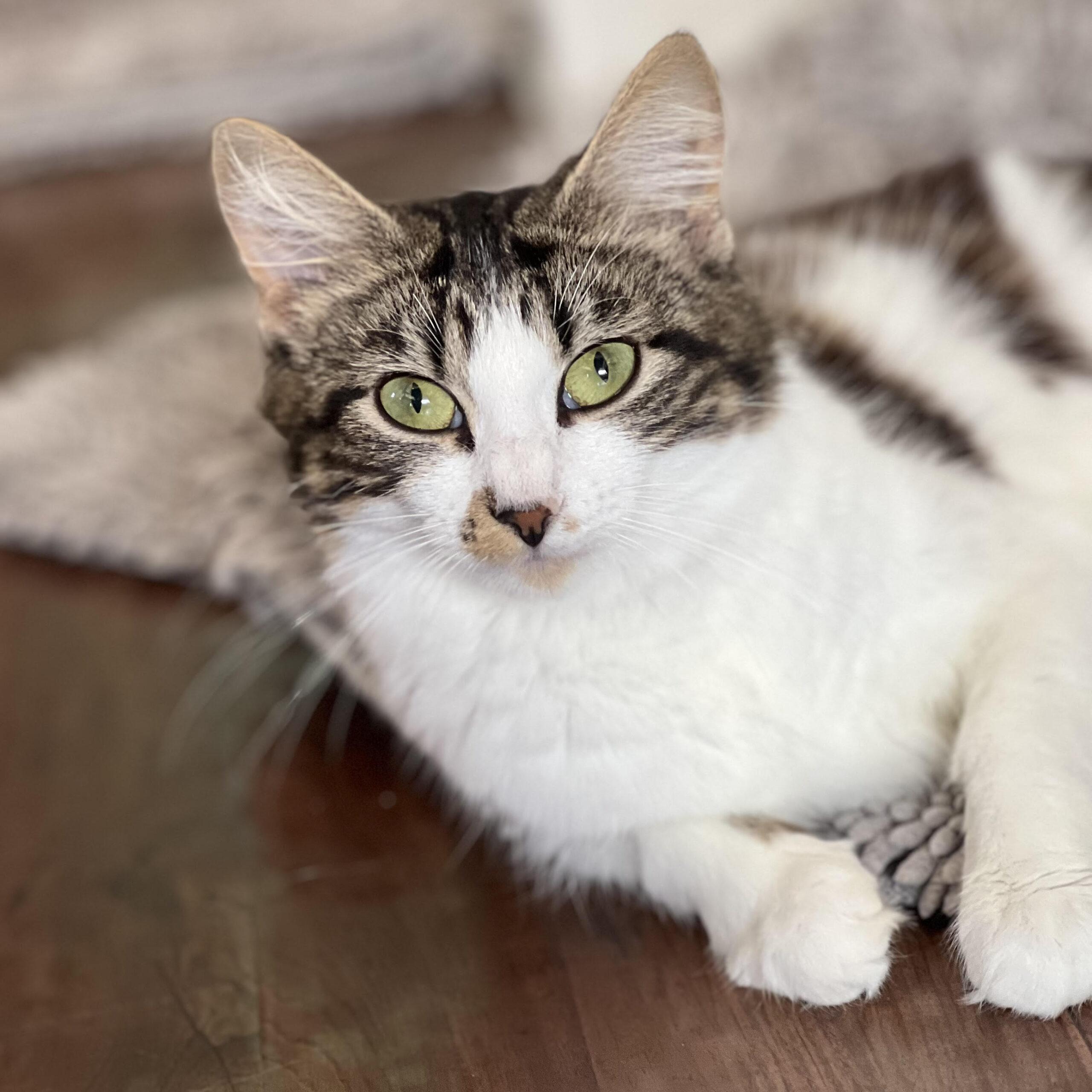 Adopt-A-Pet: Muffin - Chapelboro.com