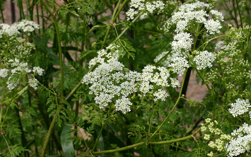 Poison Hemlock Has Been Identified in Orange County. Here’s Where.