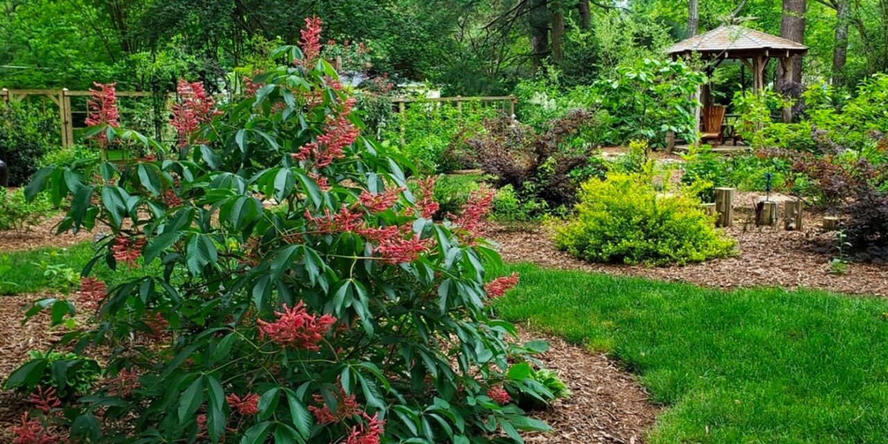 Playing in the Dirt: Paint Your Landscape with Shade Loving Plants