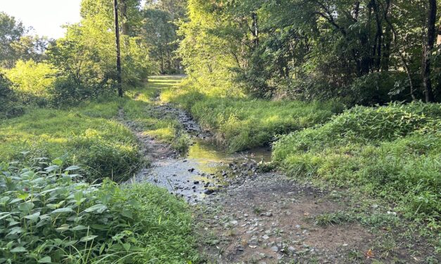 Viewpoints: Why Paving Along Bolin Creek Is a Bad Idea