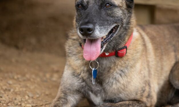 Adopt-A-Pet: Miss Moneypenny