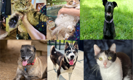 Adopt-A-Pet: Chucky, Tinker, Furi, Foxy, Ornella, and Miss Moneypenny