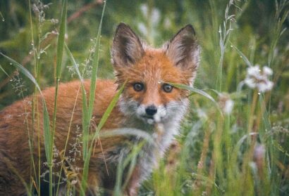 Orange County Animal Control Searching for Fox in Chapel Hill After 2 People Bitten