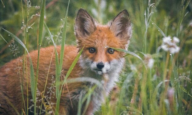 Rabid Fox is Orange County’s Third Positive Rabies Test of 2023