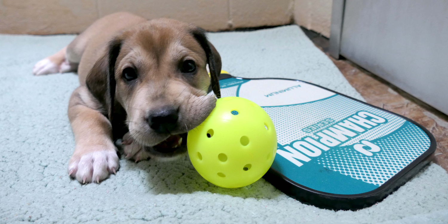 Pickle4Paws Pickleball