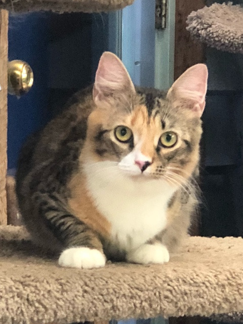 Adopt-A-Pet: Foxy