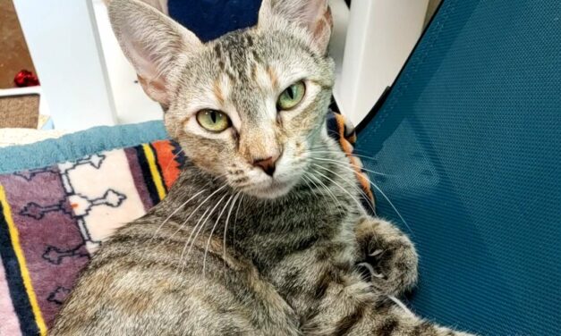 Adopt-A-Pet: Cheetah