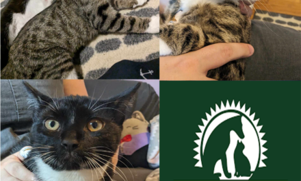 Adopt-A-Pet: Fenn, Florence, and Francis