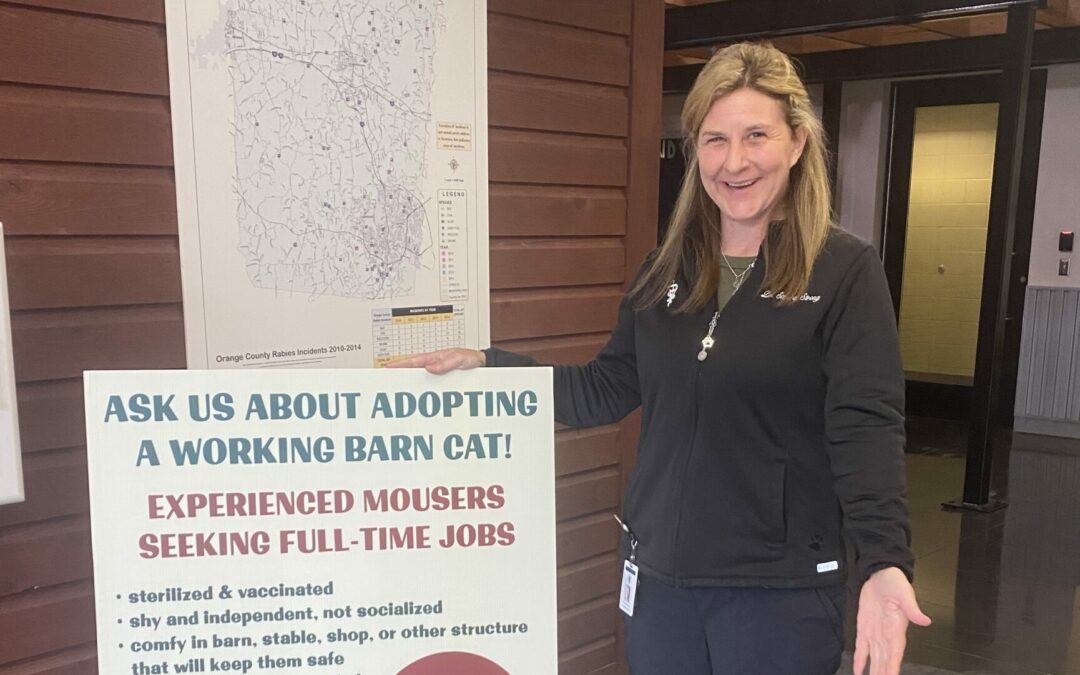 Feral Cats Have a Second Chance in the Orange County Barn Cat Program