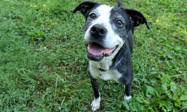 Adopt-A-Pet: Margie