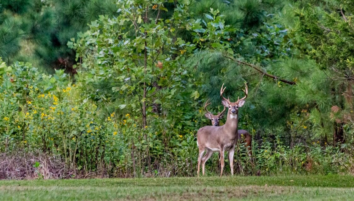 This Just In: Oh, Deer