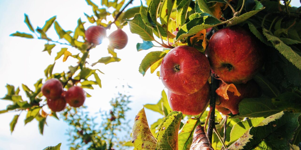 One on One: Time for Apples