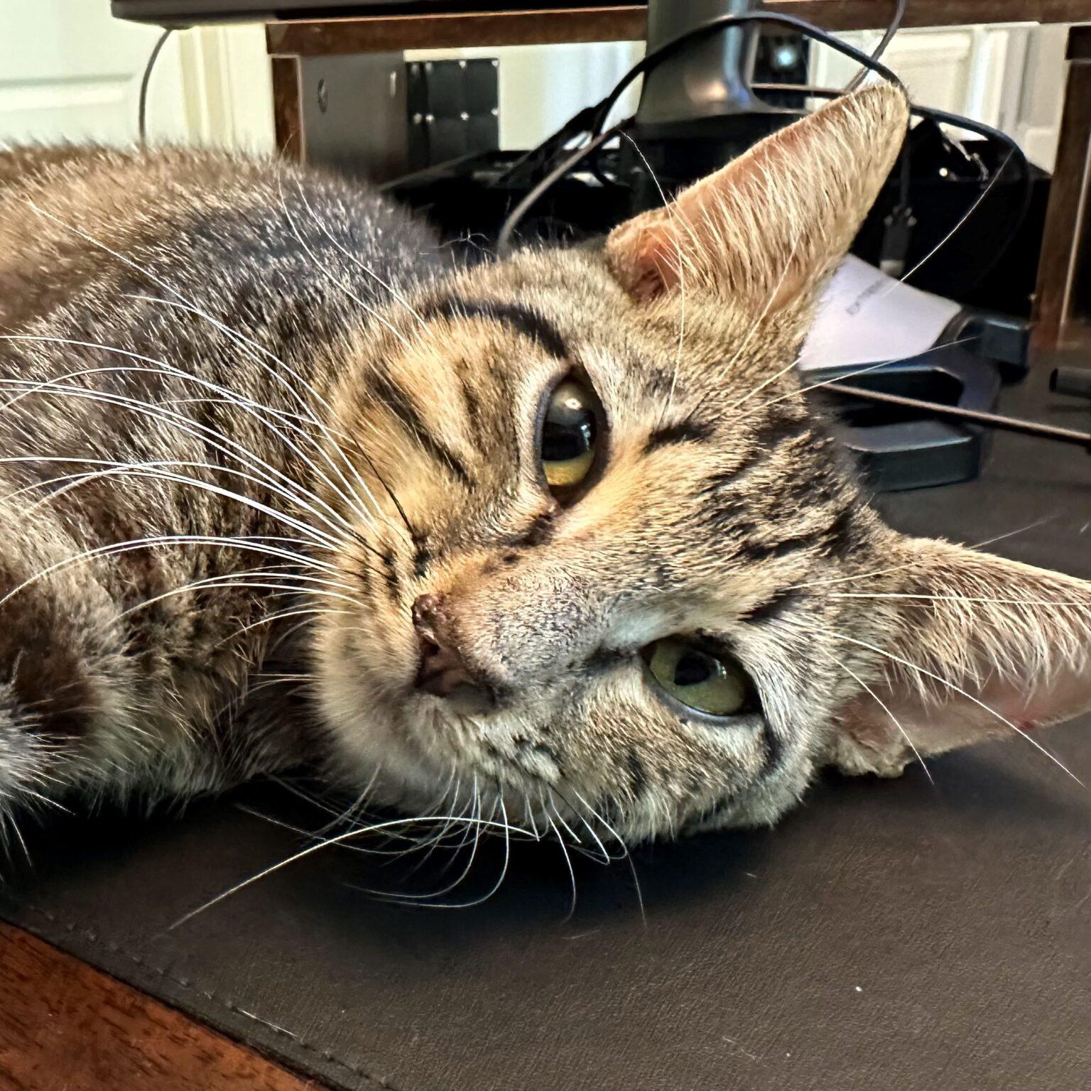 Adopt-A-Pet: Sam