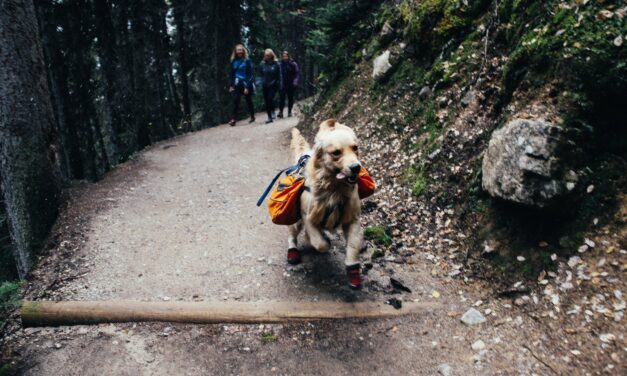 Little Big Moments: Hiking, One Dog at a Time