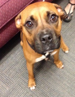Adopt Goldie: The Peaceful Boxer