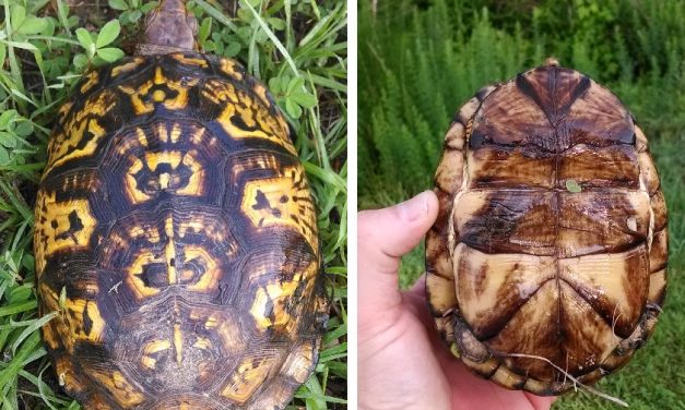 Are North Carolina’s Box Turtles in Trouble?