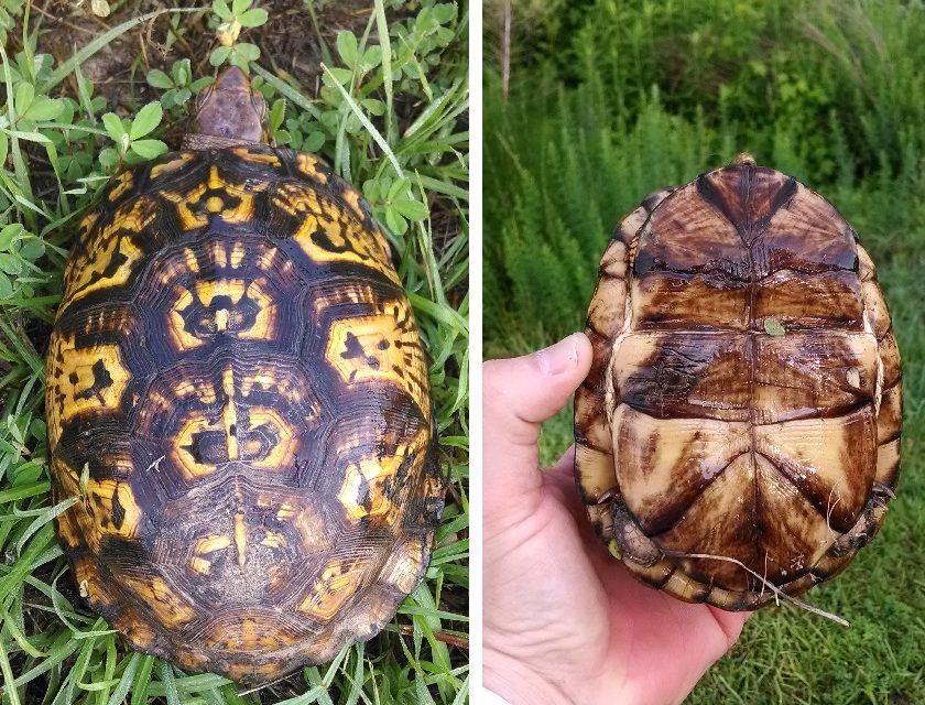 Are North Carolina’s Box Turtles in Trouble?