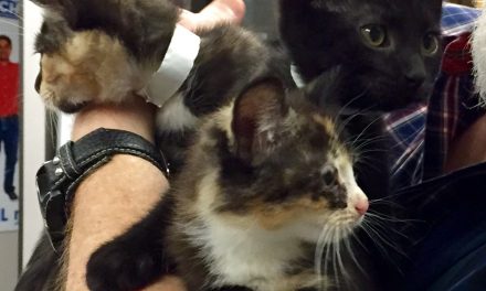 Adopt Patagonia, Suki, and Chachi: Precious Kitten Siblings