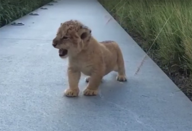 Watch a Baby Lion Roar