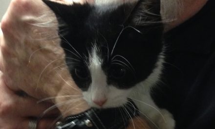 Adopt Miffy: A Confident Kitten