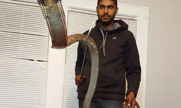 60 Animals Removed From Home of Man Bitten by King Cobra