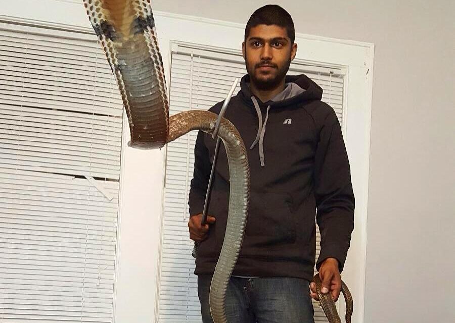 More than 20 Snakes Found in Home of Orange County Man Bitten by King Cobra