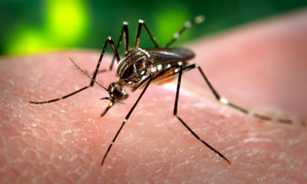 Orange County Encouraging Mosquito Prevention