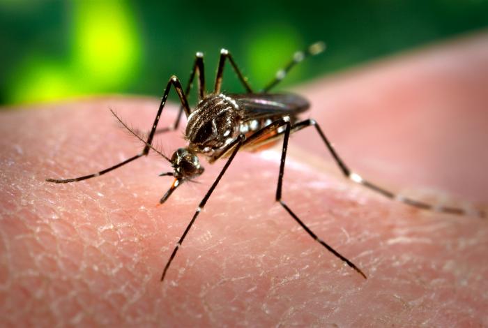 Orange County Encouraging Mosquito Prevention