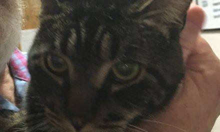 Adopt Cam: The Mellow, Curious Cat