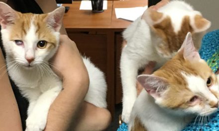 Adopt Radar, Hawkeye, and Klinger: A MASH Unit of Great Kittens