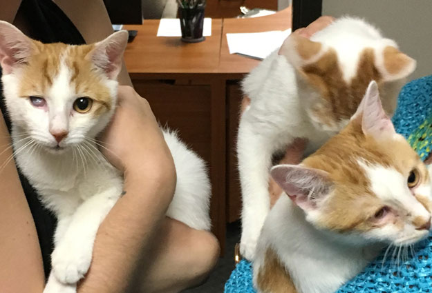 Adopt Radar, Hawkeye, and Klinger: A MASH Unit of Great Kittens
