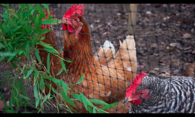Meet the Chickens of Chapel Hill