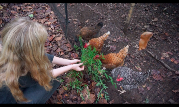 The Chickens of Chapel Hill