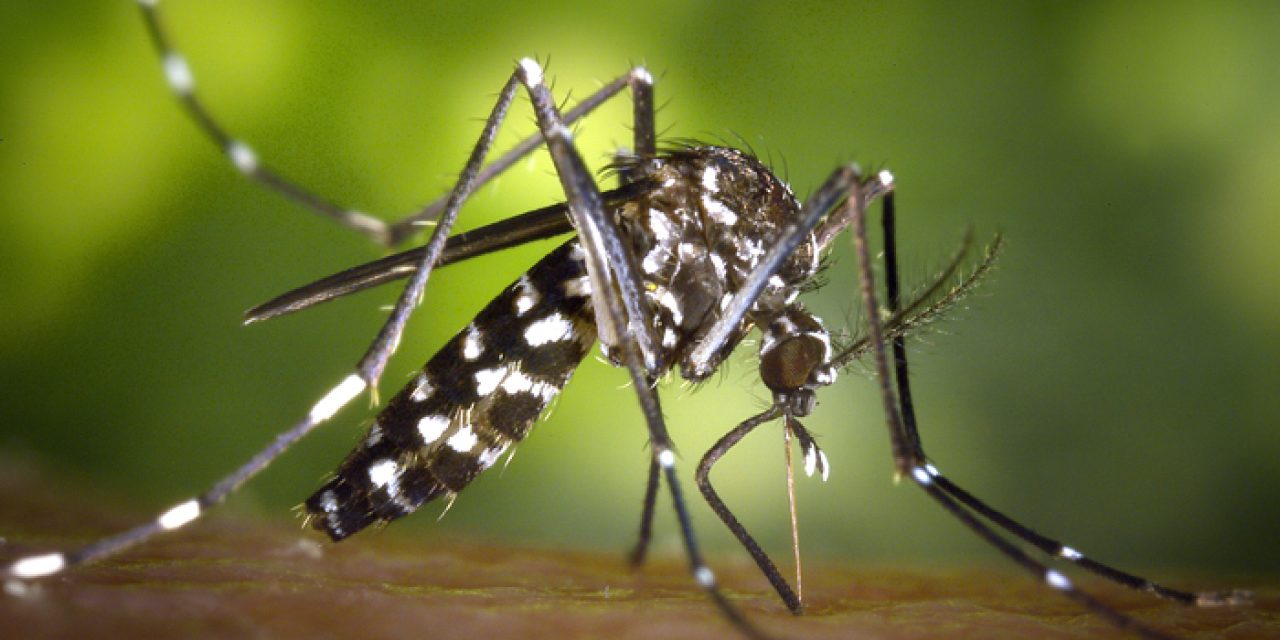 UNC-Chapel Hill Partners with CDC on Zika Virus Research