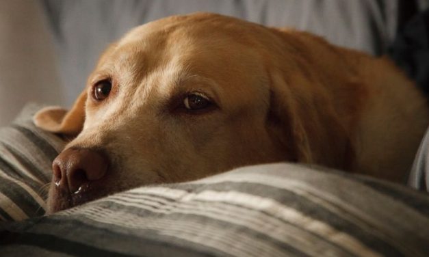 Canine Influenza Outbreak Reported In North Carolina