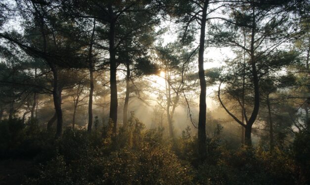 Viewpoints: The Chapel Hill We Pass On