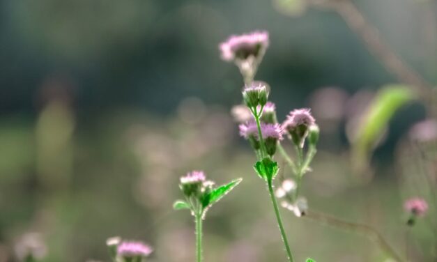 Little Big Moments: Tender the Way