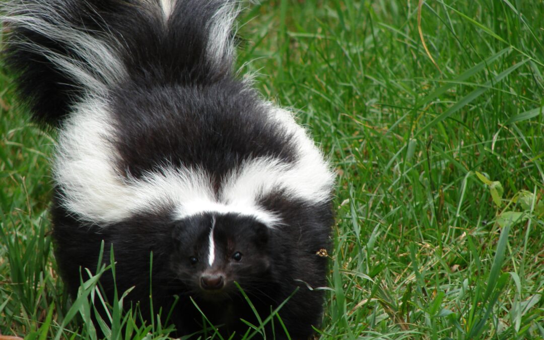 Orange County Reports Rabid Skunk After Altercation in Mebane