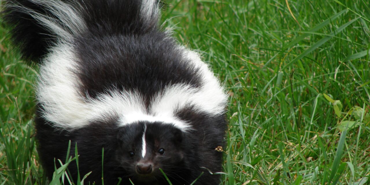 Rabid Skunk Marks Seventh Case in Orange County For 2023