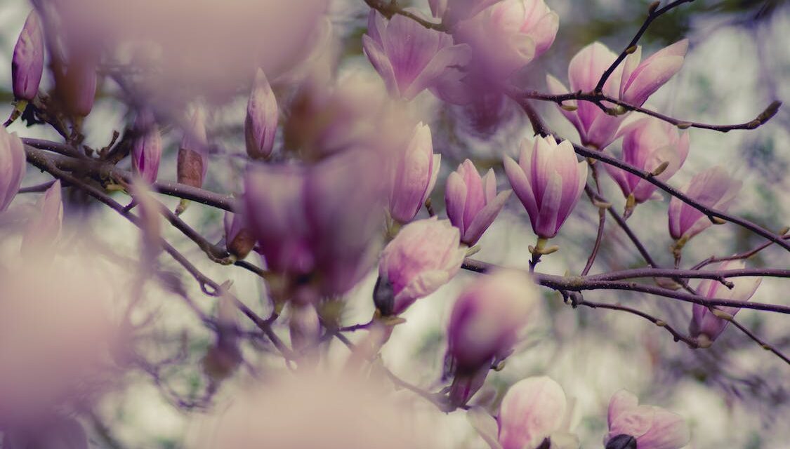 Vision in Verse: The Magnolia Beckons