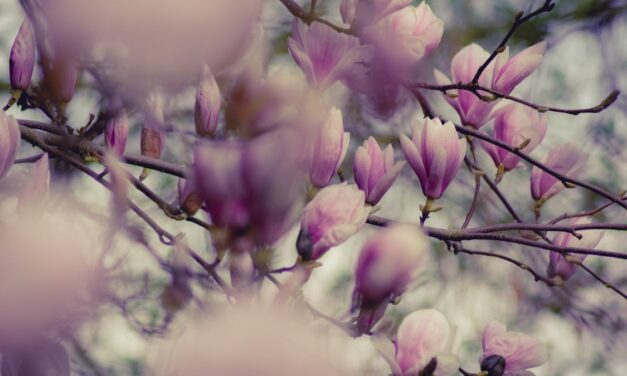 Vision in Verse: The Magnolia Beckons