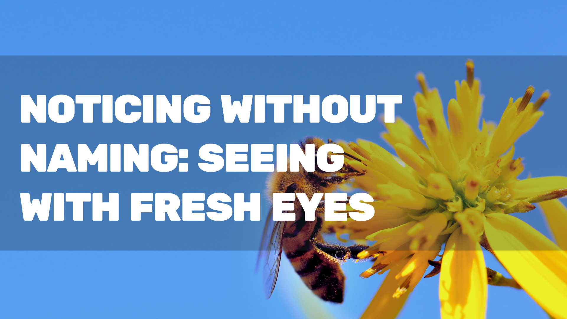 Noticing Without Naming: Seeing With Fresh Eyes - Chapelboro.com
