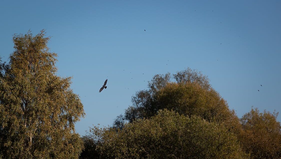 Little Big Moments: Fast Cars and Soaring Birds