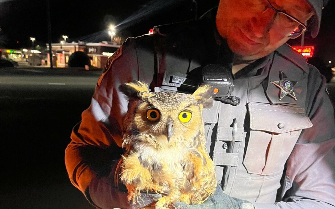 Chatham County Sheriff’s Deputy Saves Owl from Car Grill