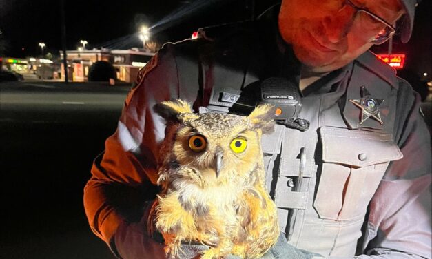 Chatham County Sheriff’s Deputy Saves Owl from Car Grill