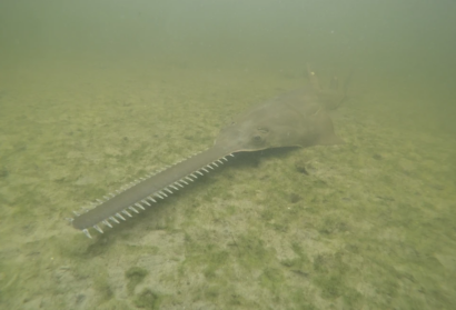 Sawfish Are Spinning, and Dying, in Florida Waters as Rescue Effort Begins