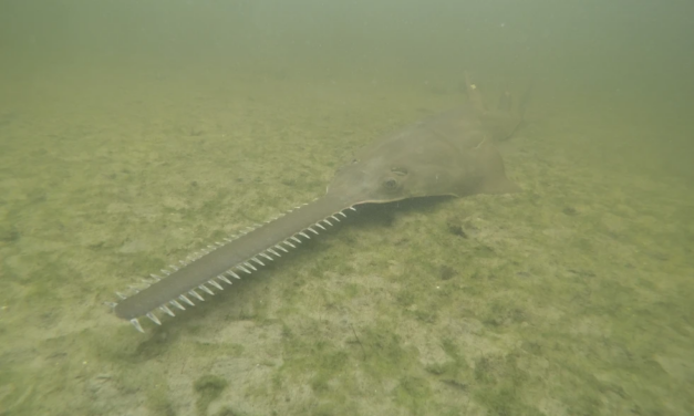 Sawfish Are Spinning, and Dying, in Florida Waters as Rescue Effort Begins