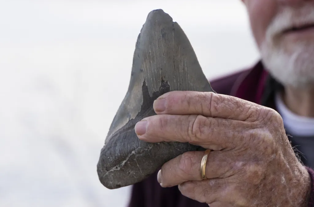 Small but Mighty: Aurora, North Carolina, Is the Fossil Capital of the World