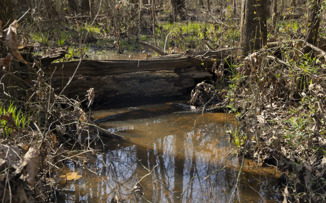 ‘Nobody’s Listening:’ NC Department of Environmental Quality Fails To Regulate Water and Air Pollution From Poultry Farming
